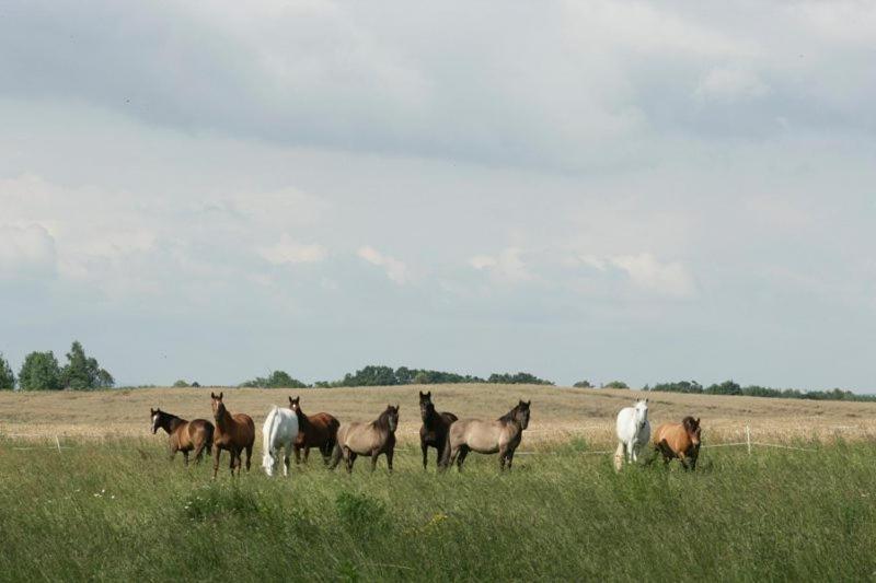 Ekoturystyka Nowina Nowina (Warmian-Masurian) Exterior foto